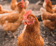 Coping with Avian Influenza in your flock